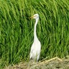路傍に佇むチュウサギ