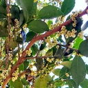 U Spin