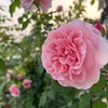 7月のバラ二番花、見ごたえがあった品種は