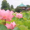 上野公園の蓮の花が見頃！うえの夏まつり風鈴回廊（蓮見デッキりんりん回廊）｜2025年7月12日撮影の写真（東京都台東区）