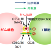 093【「CAR-T細胞療法」前編】がん（その１３）予備知識編