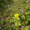 カブトムシの幼虫