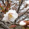 北方領土返還運動のシンボルの花「チシマザクラ」根室で開花  4年連続「遅咲き日本一」