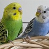 インコのお迎え~愛鳥を紹介したいだけ~