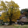 駅舎の蕎麦屋と金言寺の大銀杏