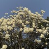 木蓮の花、その散り方が美しく、そしてまた切なく。