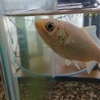 エサを飛ばしながら食べる金魚