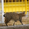 日本メモリアルパーク～コスモワールドにかけてかつていた猫　その1