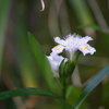 シャガ Iris japonica