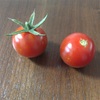 トマトの収穫と心配事