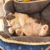 ねこおでんを紹介するにゃ3　ブログができましたにゃ　〜ねこおでん　おふぃニャる〜