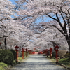 しみじみ愛でる、福島県の「神社仏閣の桜」＜浜通り編＞9選