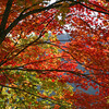 9月30日　紅葉谷・黒岳5合目7合目・高原温泉　