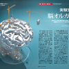 じじぃの「歴史・思想_230_人工培養された脳・脳オルガノイド（ミニ脳）」