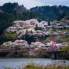 月ヶ瀬湖畔の桜風景