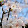 ペットのダニ対策を考える