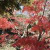 北鎌倉　円覚寺　紅葉