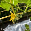 森バナ農園2024⑧『大きくなってる(5/22-27)』