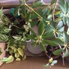 観葉植物の植え替え時期をうかがっている