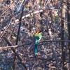 チャズキンハチクイモドキ Russet-crowned Motmot