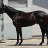【11/16レース結果】トリプルバレル、いかにもノルマン馬らしいデビュー戦でした。