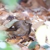 相模原公園で野鳥探し 2017-12-02