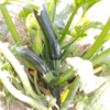 週末家庭菜園日記　夏野菜の収穫はじまってますよ