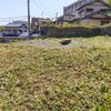 除草シートのしわ？がみえるくらいまで、