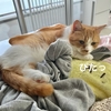 飼い主の服にくっつく愛猫がかわいすぎる！
