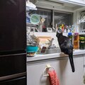 くろちゃんの野生ビーム