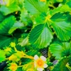 ３月１３日
