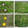 路面清掃報告「花たちに囲まれて」/ Road Cleaning Report: "Surrounded by Flowers"