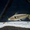 ホラバグルス・ブラキソマ Horabagrus brachysoma