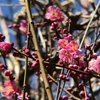 紅梅を楽しむ〈230205〉Enjoy the red plum blossoms