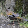 キンバネホイビイ(White-whiskered Laughingthrush)とアリサンヒタキ(Collared Bush-Robin)