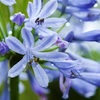 【多年草ガーデニング】湿気に強い梅雨の花！？