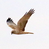葦原を飛ぶチュウヒ