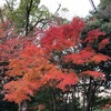 関学裏の紅葉