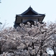 金沢城新丸広場の桜