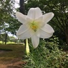 白ユリの花とそれが象徴するもの