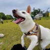 東海地方の犬イベント備忘録（臨時更新中）