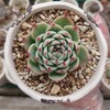 桃太郎 Echeveria 'Beatrice'