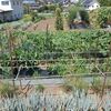 実家の畑で農作業