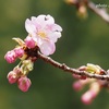 開花し始めた河津桜