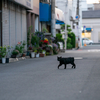 地元住宅街のねこさん