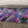 紫陽花の手水舎