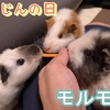 冬にんじんの日なのでにんじん食べよう！！