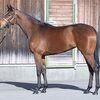 正式なＧＯサインは出ていないも、来週１６日の阪神・芝２０００ｍ（牝馬）でのデビューを予定。☆リヴィア