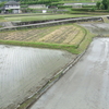 原に田植えの季節がきました！