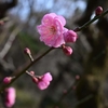 🌸小石川植物園　梅の開花状況🌸